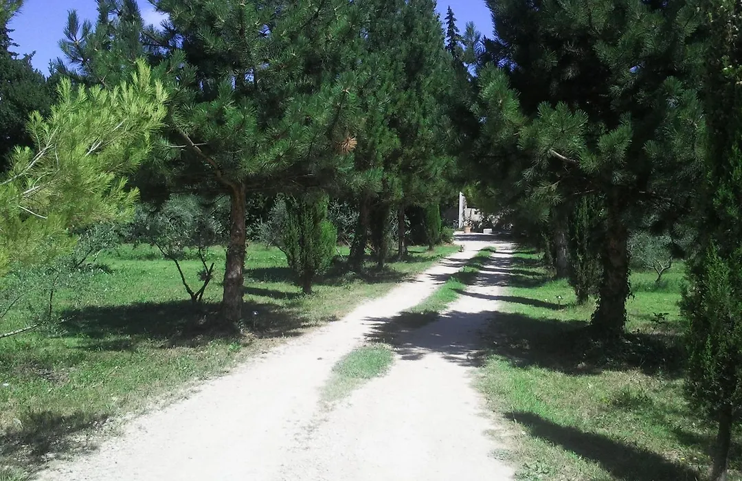 Mas De Rey-1